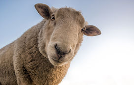 Projekt im Tierheim Beuern